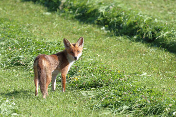 Rotfuchs / Red fox / Vulpes vulpes.