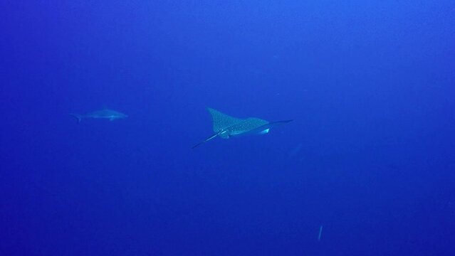 Eagle Ray with Grey Reef Sharks swimming in blue water in the Maldives