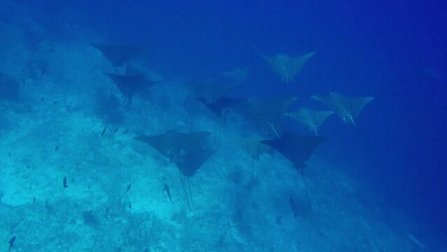 Eagle Rays swimming along a reef in the Maldives