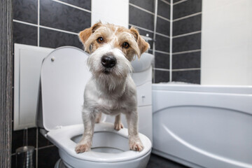 Jack Russell Terrier stands in the bathroom on a white toilet. A shell is visible in the...