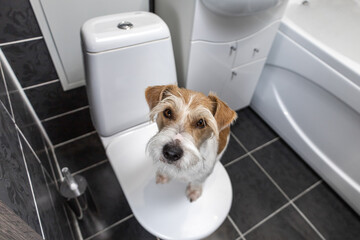 Jack Russell Terrier is sitting in the bathroom on a white toilet. A shell is visible in the...