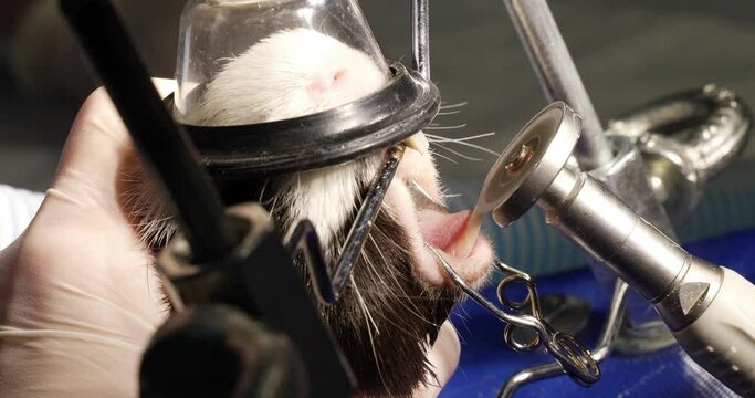 Close-up, side view. A veterinarian performs shortening of the front teeth of a guinea pig under anesthesia. Keeping your teeth healthy is vital for rodents.