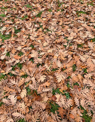 Yellow and orange autumn oak fall leaves, seasons change. Natural abstract background of fallen autumn oak tree leaves. Beautiful pattern with neutral colors. Minimal stylish texture, trend concept. 