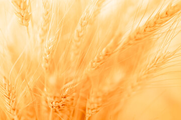 blurred wheat yellow gold for background