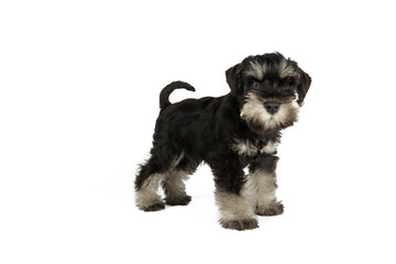 standing miniature schnauzer puppy isolated on white background 