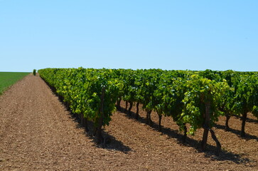 Paysage de la r&eacute;gion d'Aulnay (Charente-Maritime - Nouvelle-Aquitaine - France)
