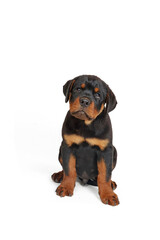 Rottweiler puppy sitting on white background 