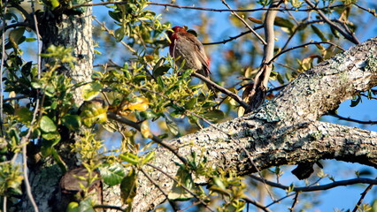House finch (Haemorhous mexicanus) perched in a tree in a backyard in Panama City, Florida, USA