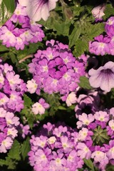 Purple flowers growing in the sunny summer meadow.