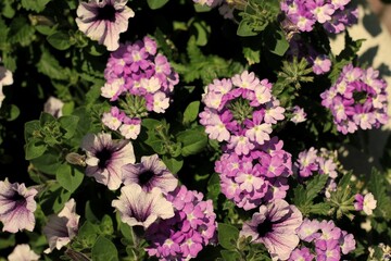 pink flowers in the garden