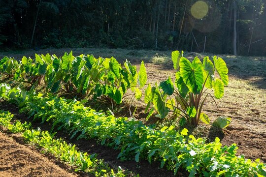 里芋畑 の画像 3 652 件の Stock 写真 ベクターおよびビデオ Adobe Stock