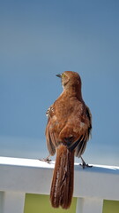 Brown thrasher (Toxostoma rufum) perched on a fence in a backyard in Panama City, Florida, USA