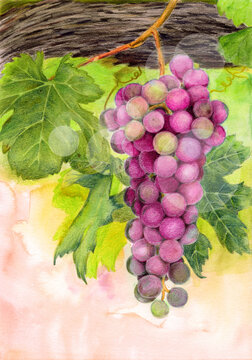 Watercolor illustration of a bunch of purple grapes lit by the sun on a summer yellow-green background