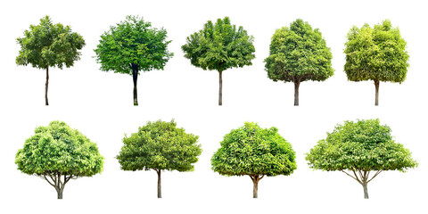 Collection Trees and bonsai green leaves and light yellow. total 9 tree. (png)
