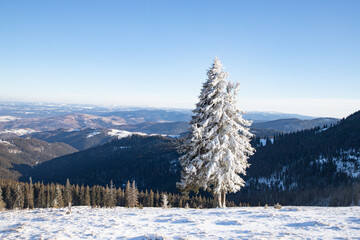 amazing winter landscape with snowy fir trees in the mountains