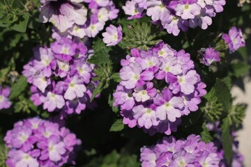 Purple flowers growing in the sunny summer meadow.