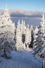 amazing winter landscape with snowy fir trees in the mountains