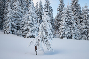 Obraz premium amazing winter landscape with snowy fir trees in the mountains