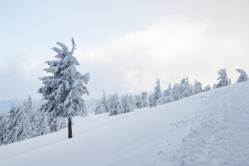 amazing winter landscape with snowy fir trees in the mountains
