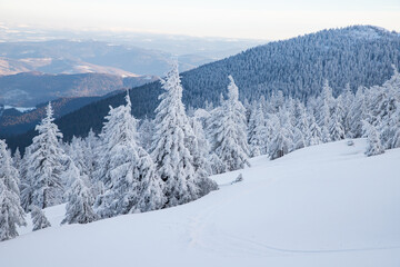 Obraz premium amazing winter landscape with snowy fir trees in the mountains