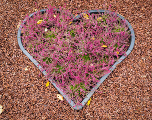 Ein Herz aus Heidekraut (Calluna vulgaris) auf einem Grab