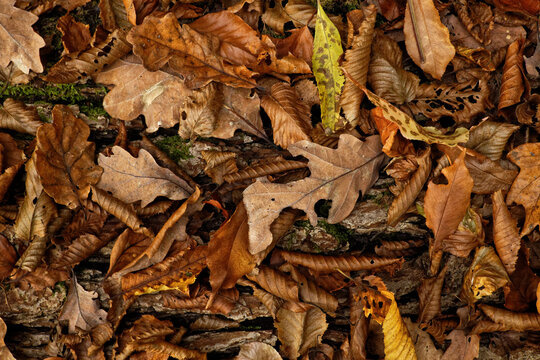 Zerfallendes trockenes Herbstlaub - Nahaufnahme