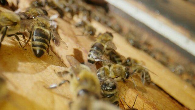 Bees crawl on frames with honey in the apiary, buzz and flap their wings