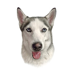 Siberian husky dog with blue eyes isolated on white background. Hand drawn portrait of pet. Realistic illustration of husky. Animal art collection. Design template. Good for print on t shirt, pillow 