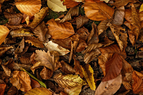 Herbstfarben-Konzept mit gefallenen Baumblättern