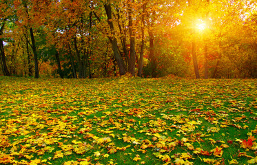Autumn leaves on green grass