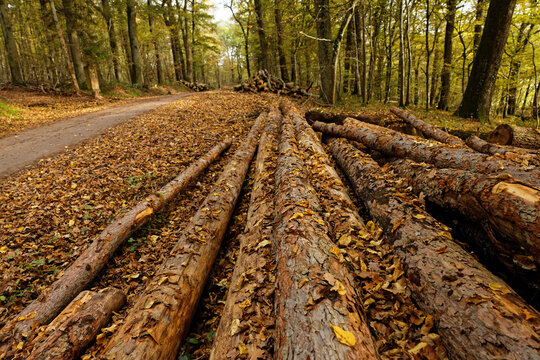 Wirtschaftswald im Herbst - Gefällte Stämme am Wegesrand