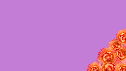 Marco de rosas en esquina inferior aisladas sobre fondo violeta con espacio para publicidad....