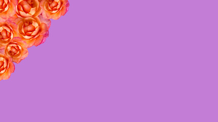 Marco de rosas en esquina superior aisladas sobre fondo violeta con espacio para publicidad....