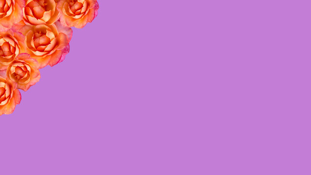 Marco de rosas en esquina superior aisladas sobre fondo violeta con espacio para publicidad. Concepto Primavera y amor. Copie espacio. Tarjeta de regalos.