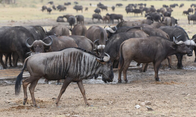 Herd of Cape buffalo crowding round a waterhole in Kruger National Park