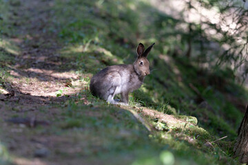 Magnifique lièvre se déplaçant dans la direction de l'objectif lors d'une randonnée, en affût photo dans le Val D'Hérens. Très grand proximité et déplacement lent de l'animal. Vidéo liée..2021