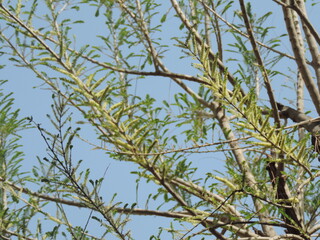 Olive Shoots 1