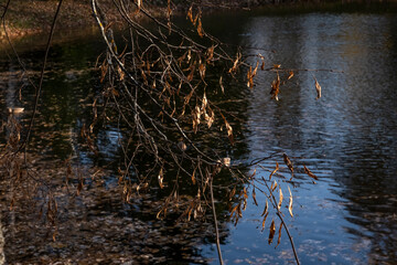 A BRANCH WITH DRY AUTUMN LEAVES ILLUMINATED BY THE SUN ON THE BACKGROUND OF WATER