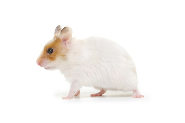 White hamster looking sideward