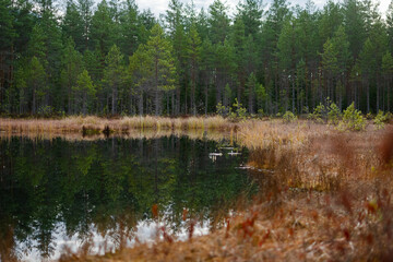 Obraz premium Dark waters of pond