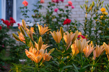 Orange lilies in the home garden. Beautiful summer flower garden.  - obrazy, fototapety, plakaty
