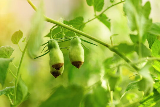 Green sick tomato affected by disease vertex rot in a greenhouse in the garden. Lack of fertilizer for vegetables