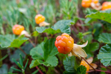 Cloudberry