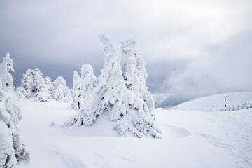 magical frozen winter landscape with snow covered fir trees