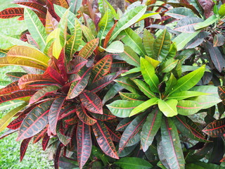 Croton trees with beautiful green, yellow, red ,brown leaves is planted under a large tree and has a Wild Betel Leafbush tree below. Scientific name: Codiaeum variegatum is an auspicious shrub.  © Vanchuree
