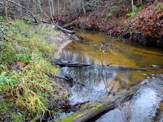 A wild little river with fallen trees and lots of rocks. A small trout river during autumn.