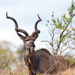 Greater kudu, adult male with characteristic twisted horns