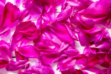 Fototapeta premium petals of pink peonies