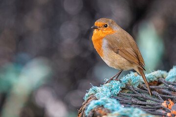 Robin Red Breast  Erithacus rubecula on Lobster pot