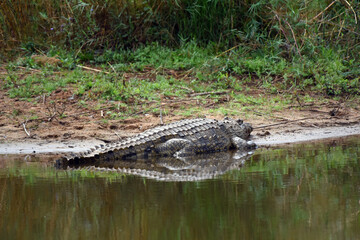 Nile crocodile resting on river bank